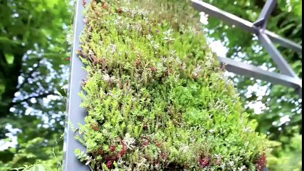 6 idées pour créer un mur végétal