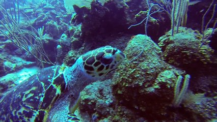 Belizean Vacation (GoPro Hero 3 Black)