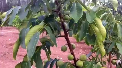 Altay Cevizi Müşteri Yorumu