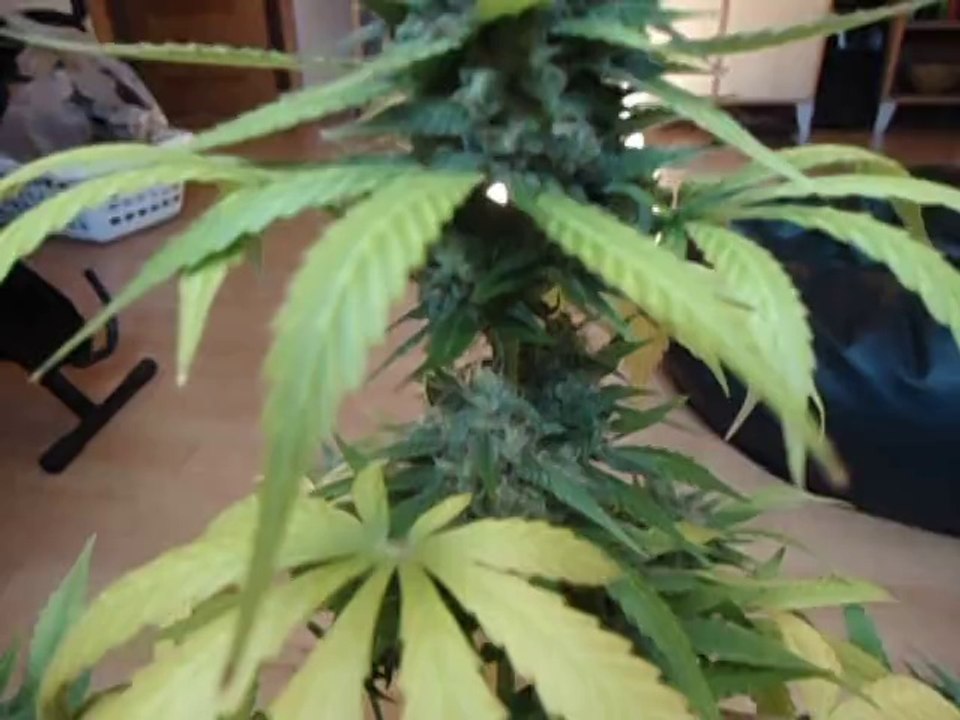 MOV01120