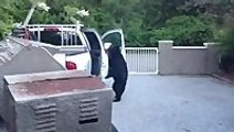 Bear Opens Car Door