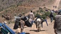 Donkeys deliver ballot boxes for Afghanistan's presidential election