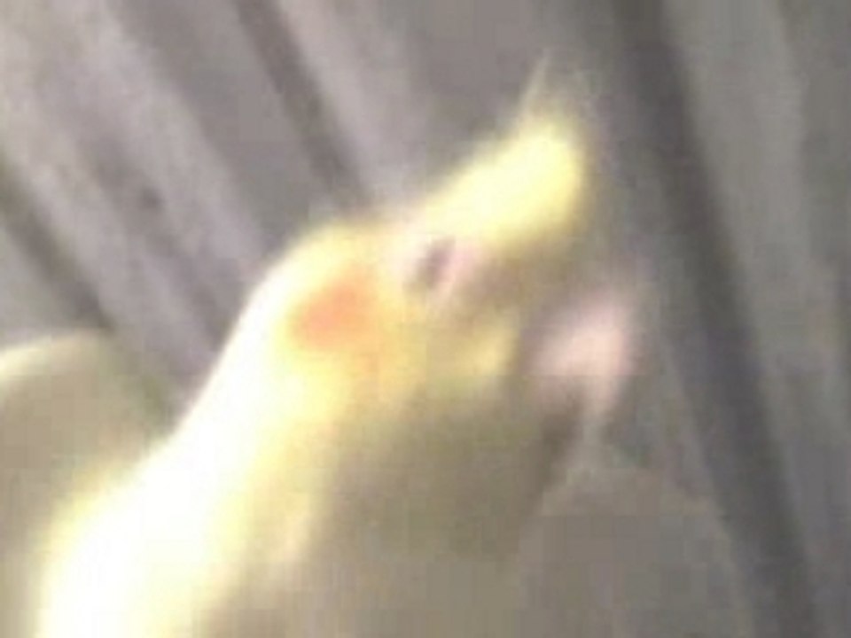 CALOPSYCHOTITLE