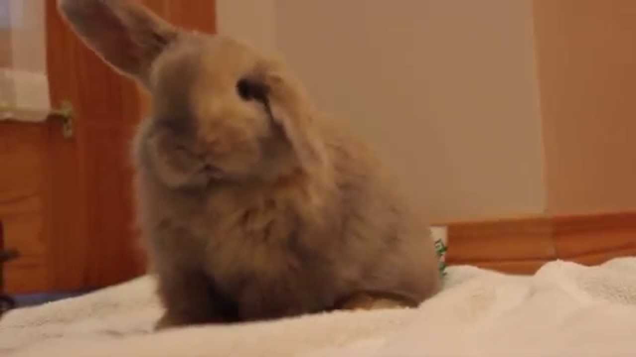 Bunny Playtime!