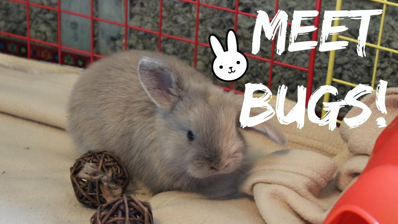 Meet Bugs!
