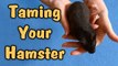 TAMING YOUR HAMSTER - Tips & Talk
