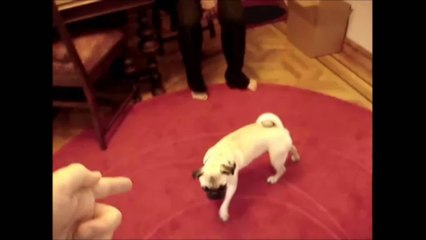 Animals Playing Dead Supercute