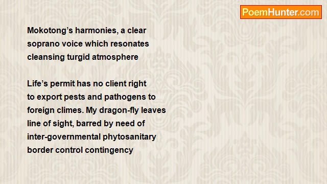 Margaret Alice - A Shiny Bauble Dragon-Fly (Rev.)