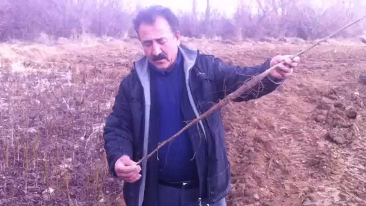 ALTAY CEVİZ FİDANI SAHTE ALTAY CEVİZ FİDANI AYRIMI  0 532 223 18 13