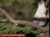 Survival abilities of the Ibex in the mighty and rocky mountain ranges (Pakistan Northern Areas Documentary )