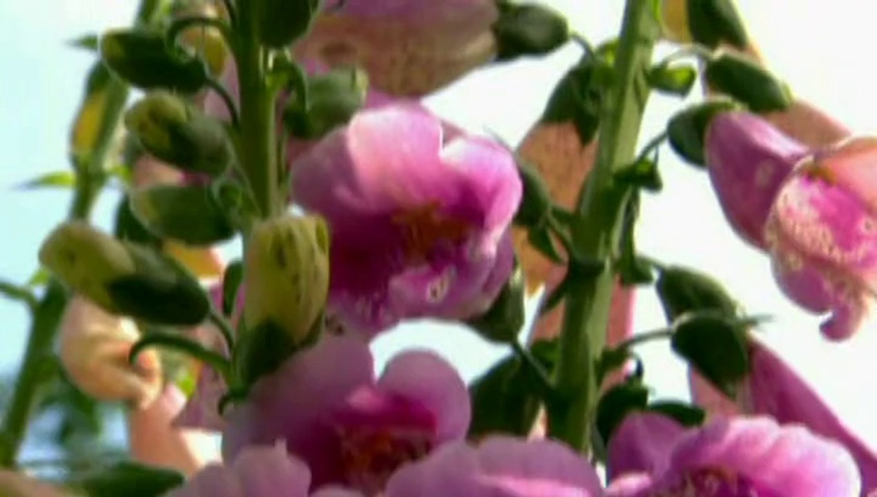The A To Z Of TV Gardening - F