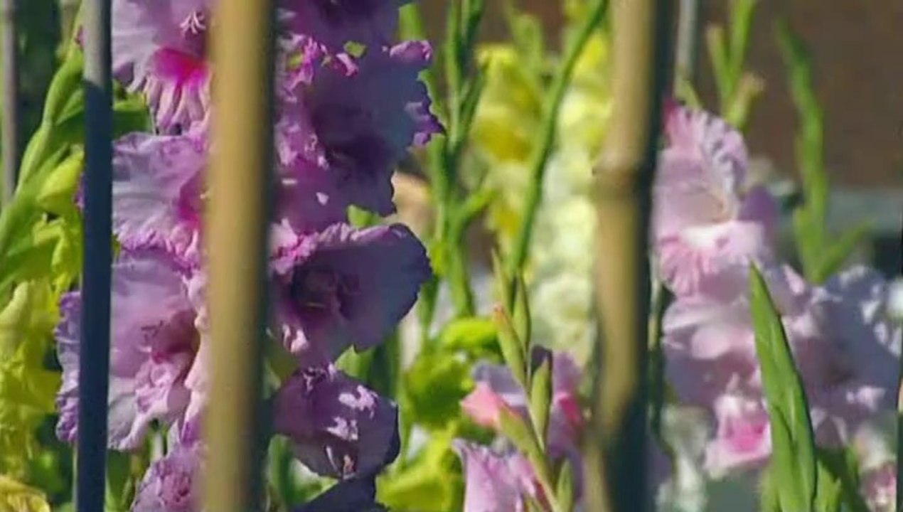 The A To Z Of TV Gardening - I