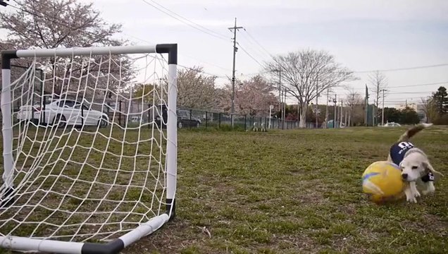 Cute Beagle Plays Soccer... Dog better player than spanish team!