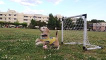 Des beagles trop mignons jouent au foot... mieux que l'Espagne! Ahahah