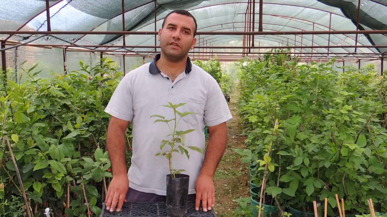 Heritage  Frambuaz Meyvesi ve Ahududu Fidanı Satışı