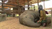 Elle chante une berceuse à son éléphant! Adorable...