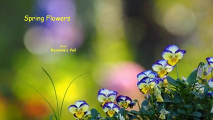 Spring 19 - Flowers (HD720)