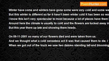 Bobb Marly - Daisies in December