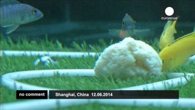 Shanghai: Fish World Cup!