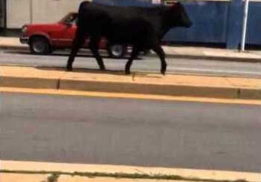 Steer Roams Streets of Baltimore