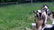 Viral Goats Go Hopping at Sunflower Farm