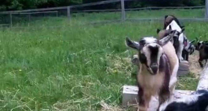 Viral Goats Go Hopping at Sunflower Farm