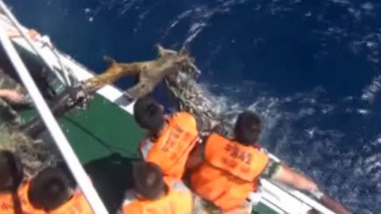 Dramatic video of Vietnamese boats ramming Chinese ships