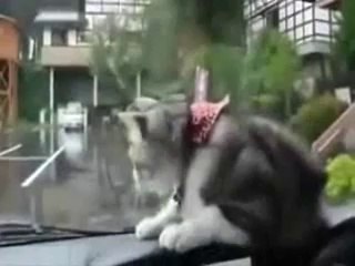 Confuse Cat - My Air Bell