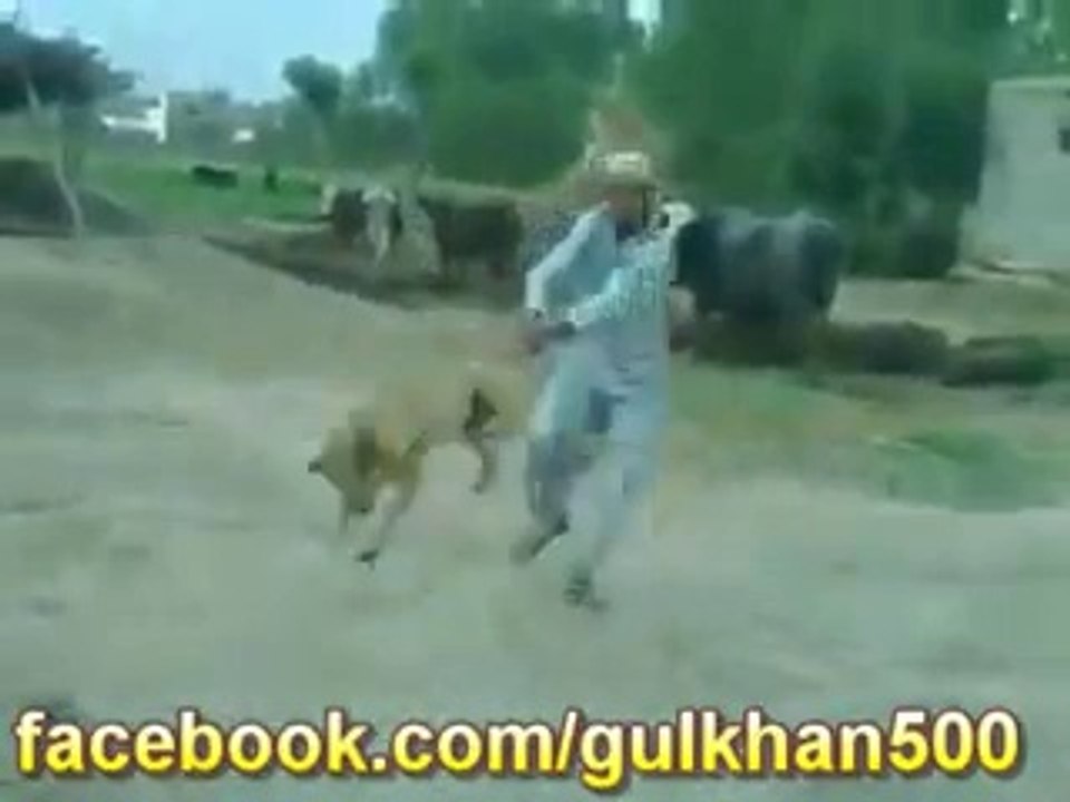 Funny Dog with pathan