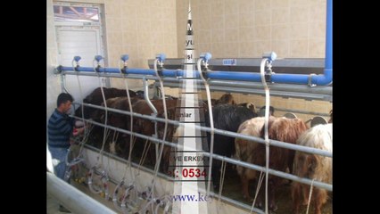 Halep Keçisi, Damızlık İvesi Koyun, Tahirova Koç, Sakız Koç - keyifhayvancilik.com.tr