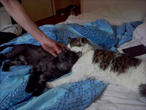 Câlins de Chats