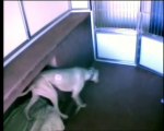 Un chien en cage s'échappe et libère ses potes chiens!