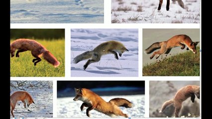 Design Fundamentals Project Intro 5