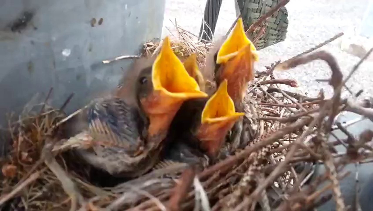 Surprise : Litte baby birds in electric substation! Adorable and cute...