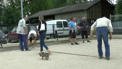 LES W-D.D. MICHOU SATURDAY NEWS - 14  JUIN 2014 - BOULODROME - PREPARATION DES AIRES DE JEUX POUR LE CHALENGE G. URIETA.
