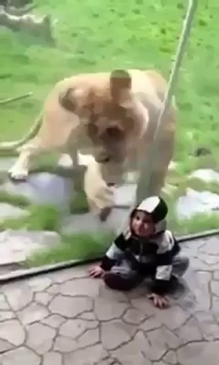 lion really wants to eat baby but aby don't afraid of him - http://www.mnmfunmaza.blogspot.com