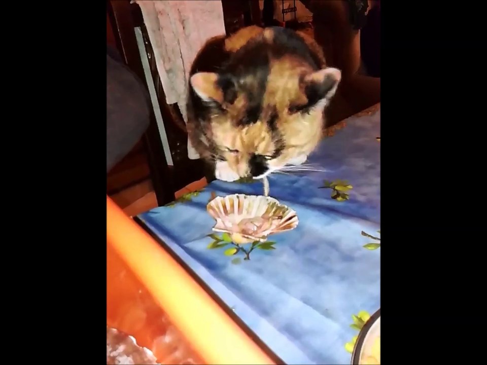 Une minou qui se régale!!