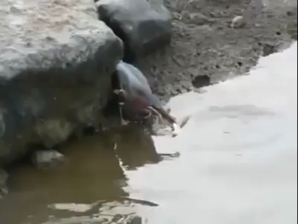 Amazing Predator Bird