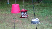 Finches at Feeders