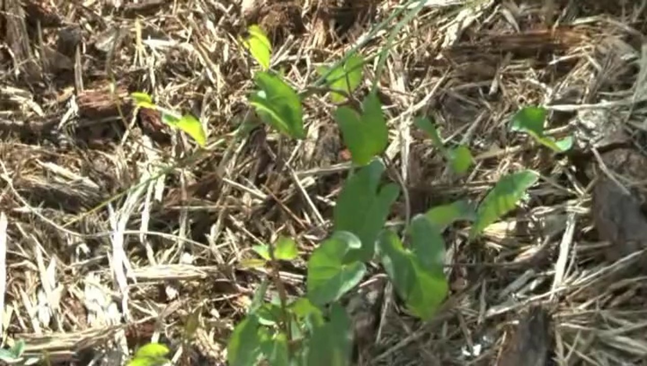 LES PROMENADES  DE MICHOU W-D.D. - 29 MAI 2014 - PROMENONS NOUS DANS LE JARDIN DU S.N. - AIDEZ MOI A RECONNAITRE LES PLANTES.