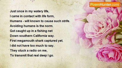 Ima Ryma - Megamouth Shark