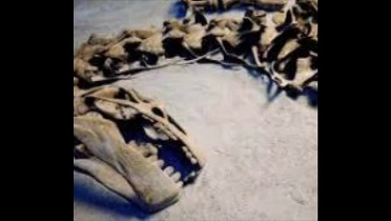Un étrange dinosaure venu du continent perdu de Laramidia