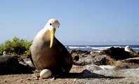 Dev Dalgalı Albatros Kuşları