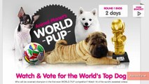 16 Nations' Dogs Face Off in Animal Planet's 'World Pup'