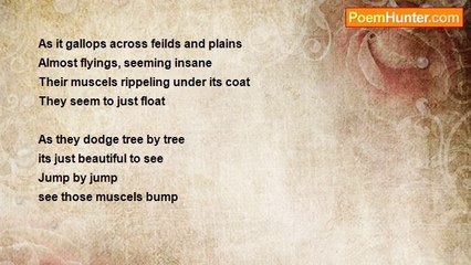 Make A Wish - The Horse