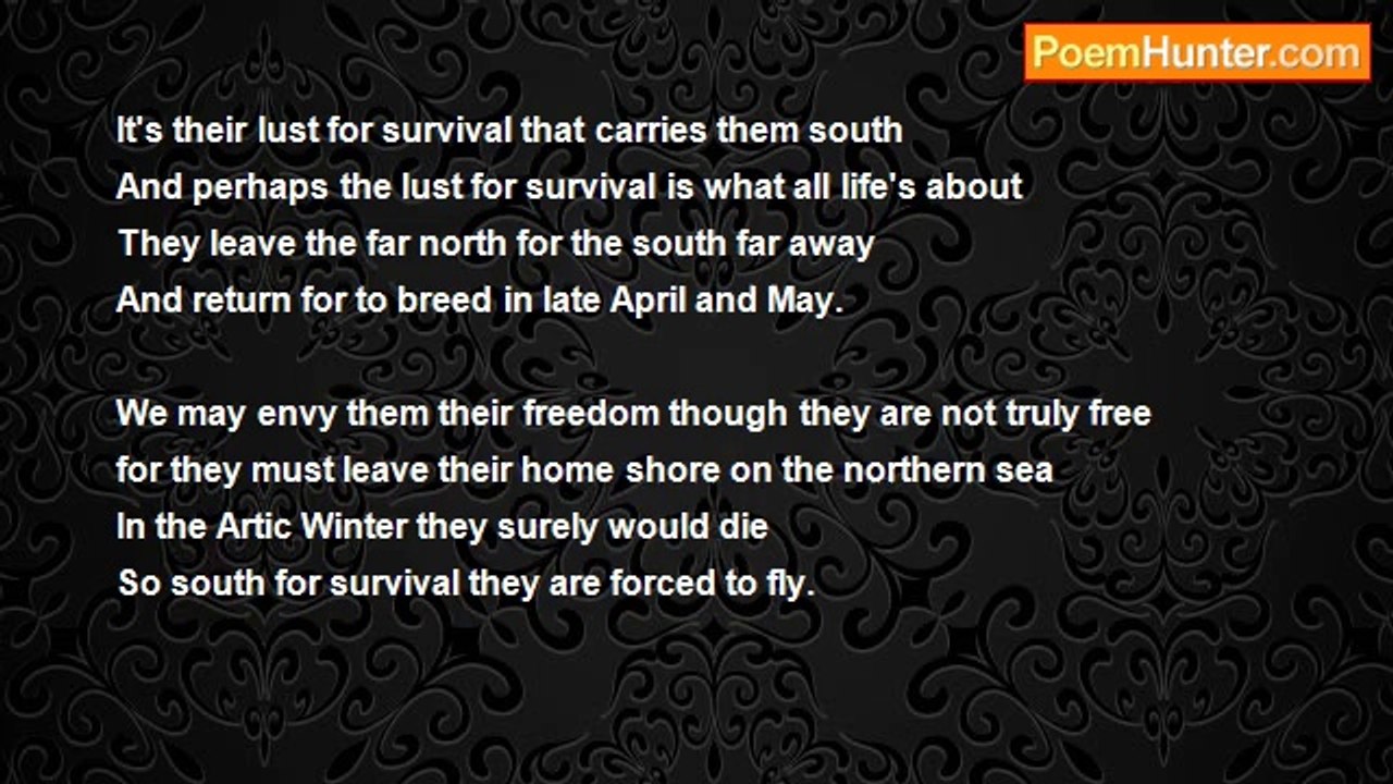 Francis Duggan - Artic Waders