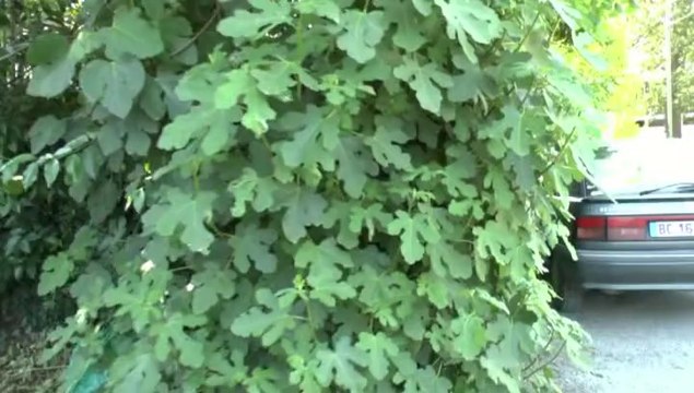 LES PROMENADES DE MICHOU W-D.D. - 8 JUIN 2014 - UN COIN MECONNU DU PARC BEAUMONT.