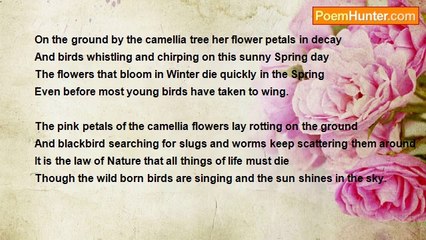 Francis Duggan - The Pink Camellia Petals