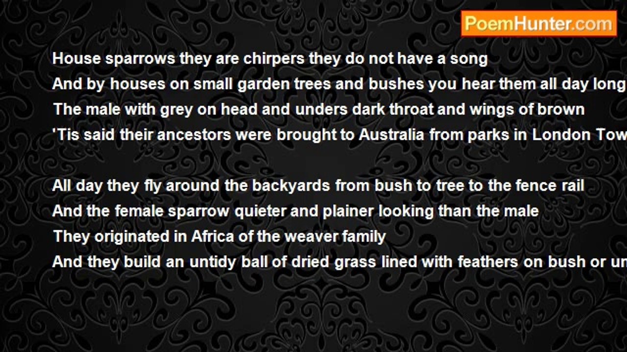 Francis Duggan - House Sparrows Are Only Chirpers