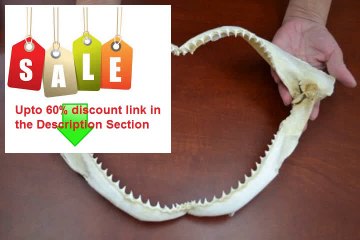 Real Bull Shark Teeth Tooth Jaw Mouth Craft 14" best deal Review